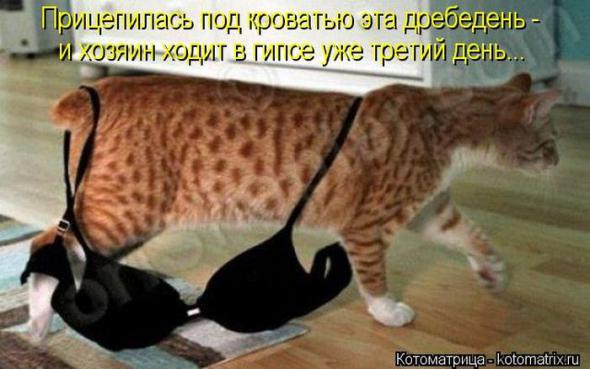 Котоматрицы(картинки с надписями)