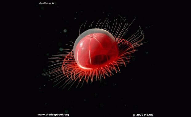 Подводный мир 77 Монстры глубин