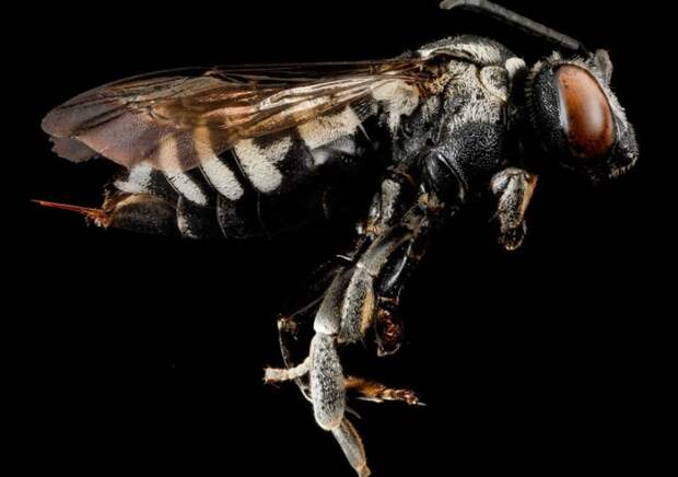 Triepeolus donatus