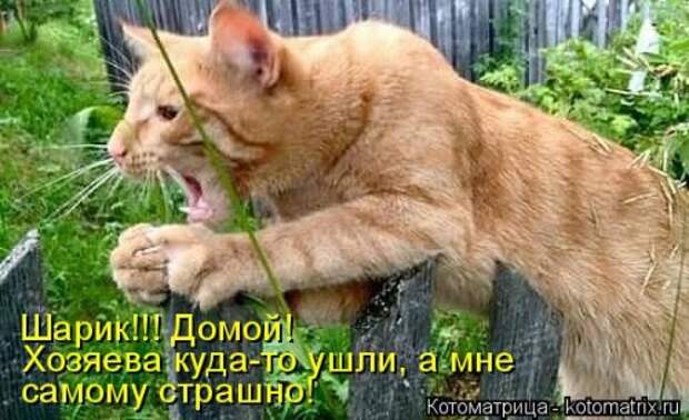 Новая котоматрица для хорошего настроения (37 фото)