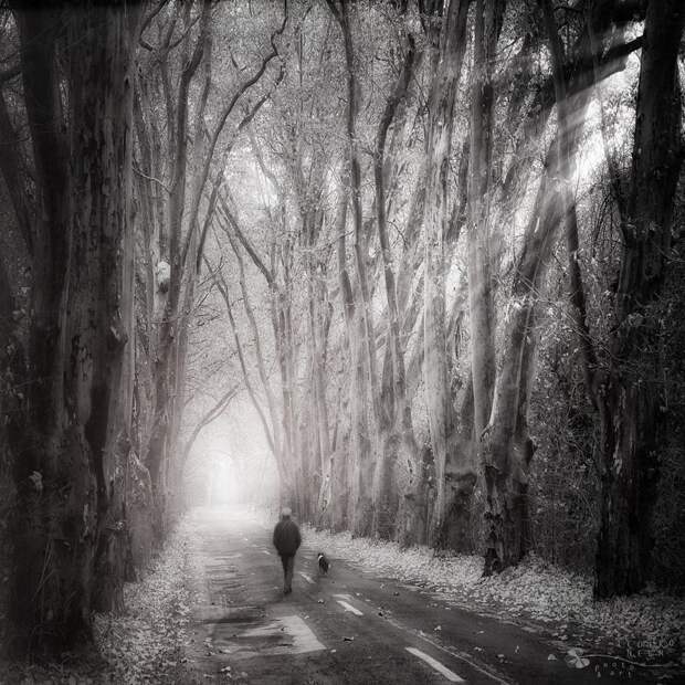 Таинственный лес от Ildiko Neer