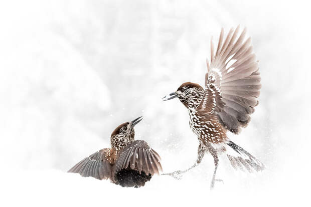 Победители научного конкурса Royal Society Publishing Photography Competition