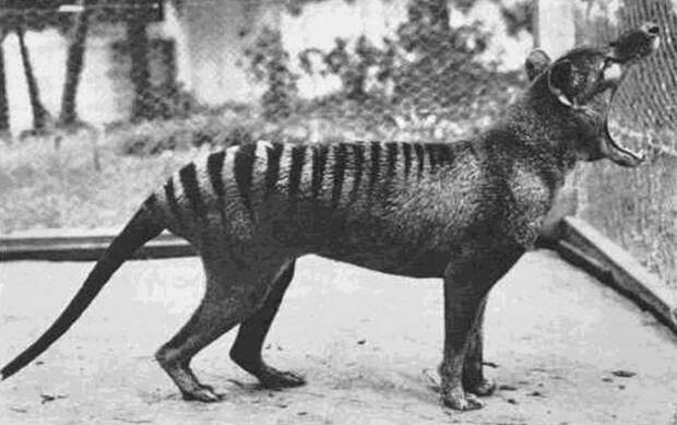 The last known Tasmanian Tiger photographed in 1933. The species is now extinct