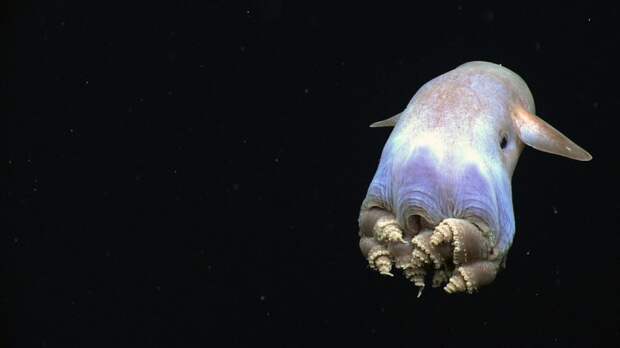 waterfauna13 Пришельцы из иных миров: рейтинг самых странных морских существ