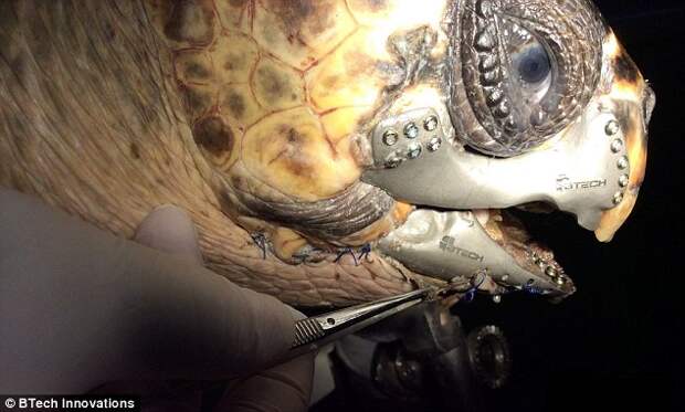 1.	Ветеринары прикрепляют новую челюсть 45-килограммовой черепахе во время операции.