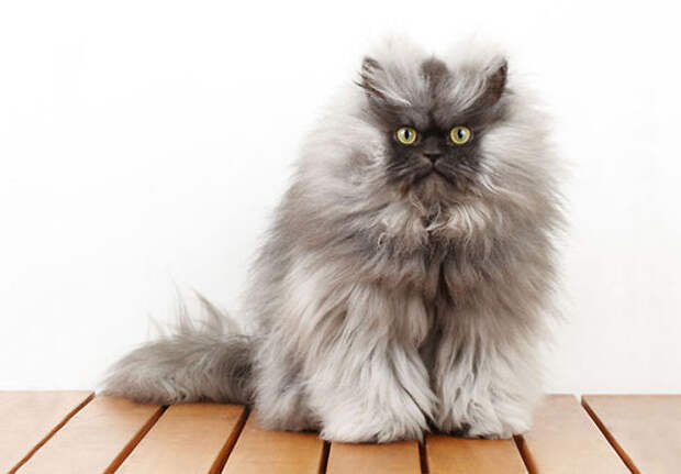 24.  кошка, пушистость, шерсть