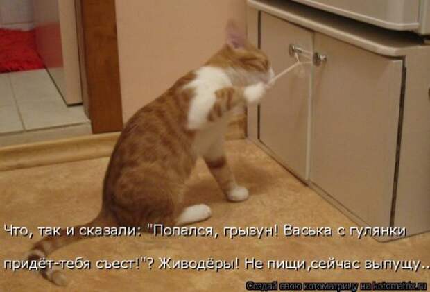 Свежая котоматрица (36 фото)