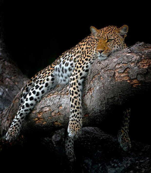 Красивый леопард из Ботсваны