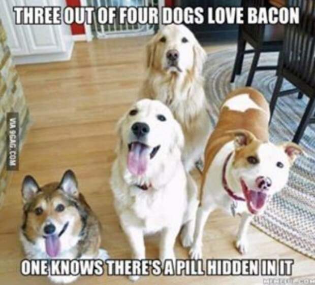 2673522 10 Dog memes youll want to show your dog even though he cant read (32 Photos)