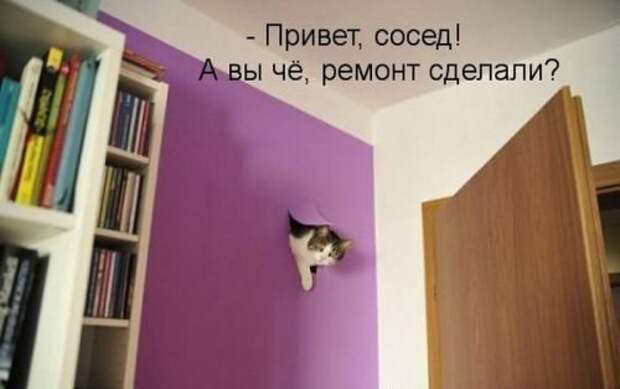 Прикольные и смешные фото девушки, животные, коты, прикол, юмор
