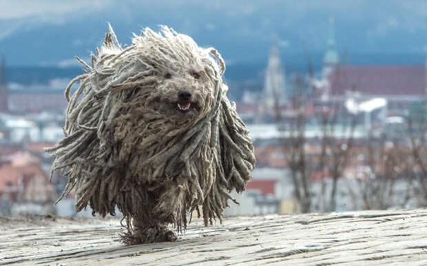 Январский фотомикс: братья наши меньшие животные, пингвины, сова