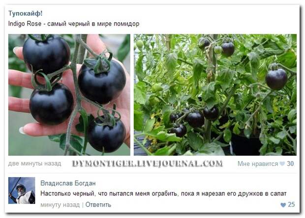 Смешные комментарии из социальных сетей 11.06.14 комментарии, прикол, соцсети