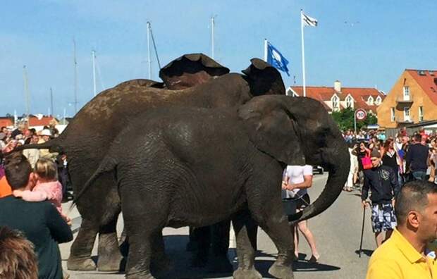 Рассвирепевший цирковой слон сорвался на автомобиле (9 фото) Рассвирепевший цирковой слон сорвался на автомобиле (9 фото)