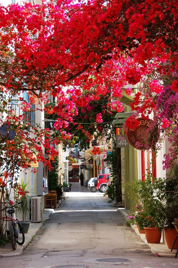15 самых волшебных улиц в тени цветов и деревьев дерево, улица, цветы