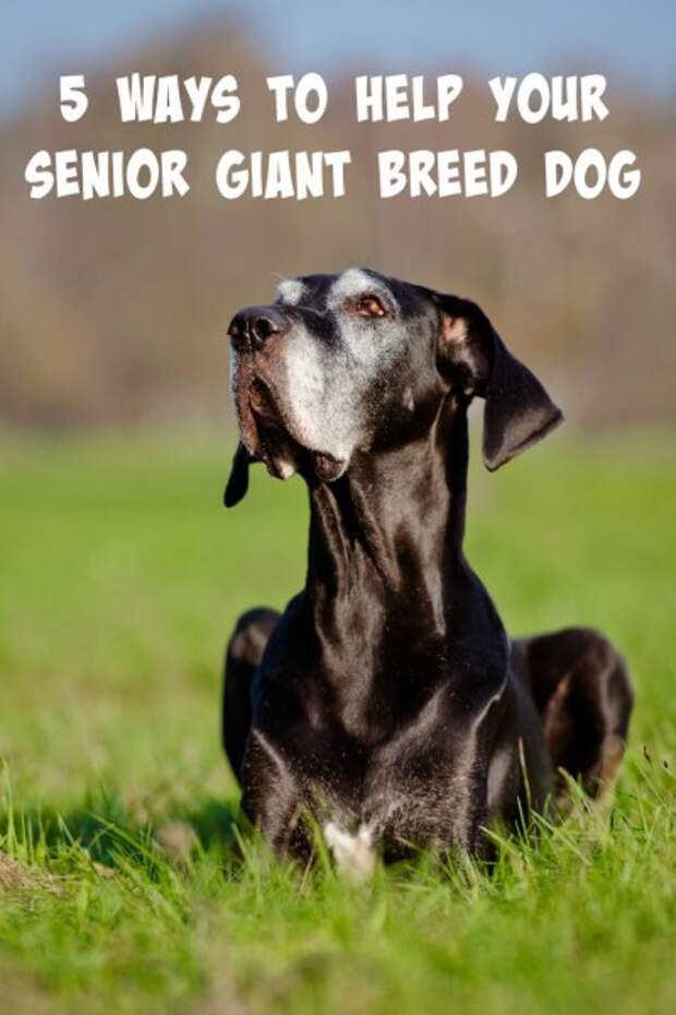 Is your giant breed dog starting to slow down as he gets older? We have 5 tips to help your senior giant breed dog live a long, pain-free life.