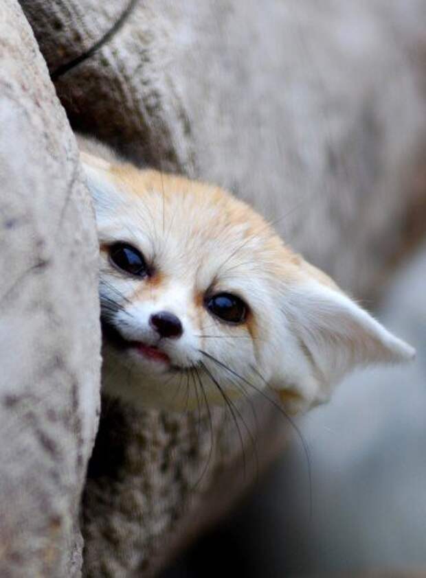 Фенек. Фото / fennec fox photo