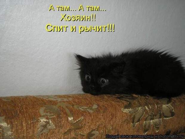 Весёлые котоматрицы - смешные кошки Весёлые котоматрицы - смешные кошки