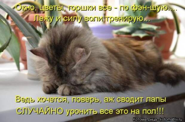 котоматрицы (50 фото)