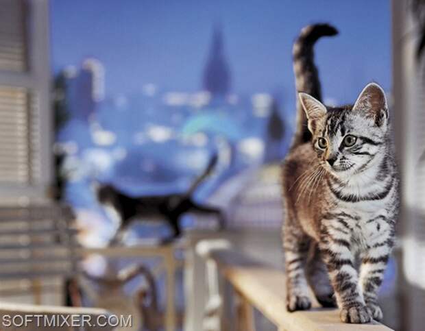 Bankoboev.Ru_whiskas_koshka_gulyaet_po_perilam Bankoboev.Ru_whiskas_koshka_gulyaet_po_perilam