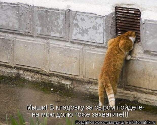 Новая котоматрица на Бугаге (30 фото)