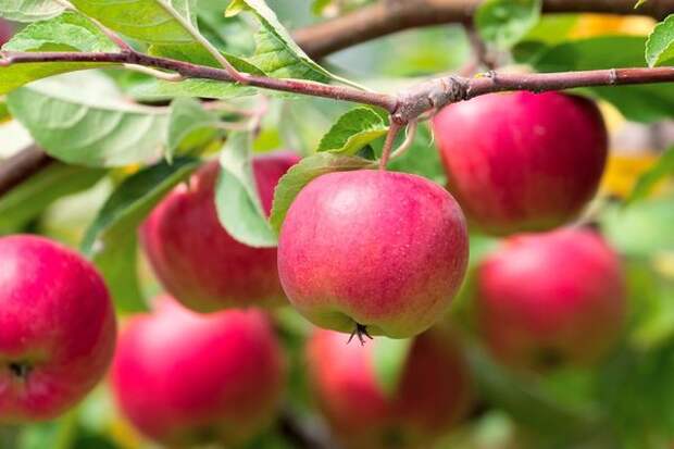 Секреты хорошего урожая яблок