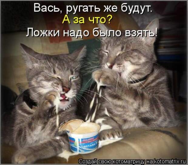 Новая котоматрица для всех (23 фото)