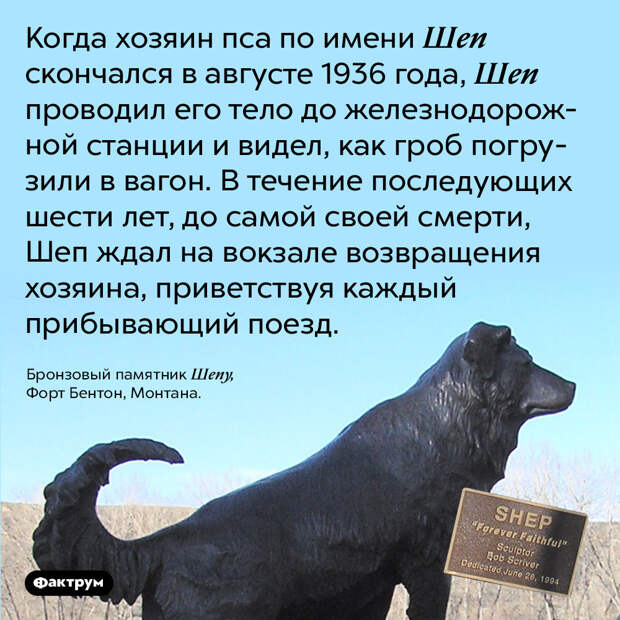 Верный пёс Шеп ждал возвращения хозяина шесть лет. Когда хозяин пса по имени Шеп скончался в августе 1936 года, Шеп проводил его тело до железнодорожной станции и видел, как гроб погрузили в вагон. В течение последующих шести лет, до самой своей смерти, Шеп ждал на вокзале возвращения хозяина, приветствуя каждый прибывающий поезд.