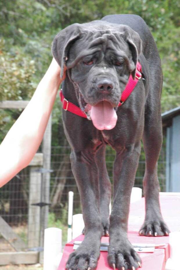 This week on Meet the Giants, we're talking about the Neapolitan Mastiff! Read more for tons of fabulous breed information!