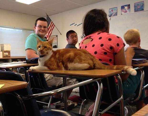 Этот милый котик действительно любит проводить время со своими одноклассниками. И они также наслаждаются его обществом. животные, история, коты, студент