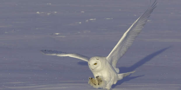 Охота полярной совы сова, фото