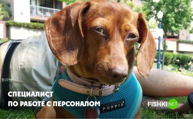 А не заслан ли ты часом? А не заслан ли ты часом? животные, юмор