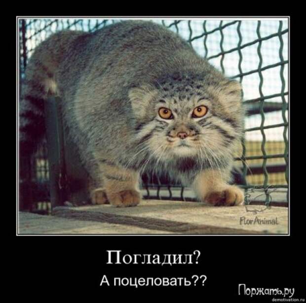 Демотиваторы (21 фото)