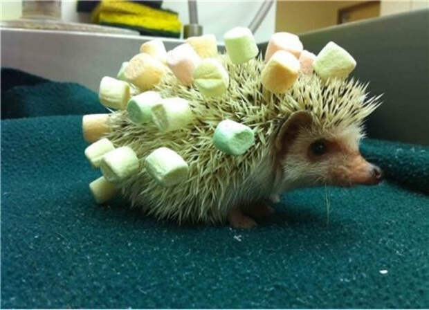 ежик