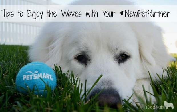 Tips to Enjoy the Waves with Your #NewPetPartner