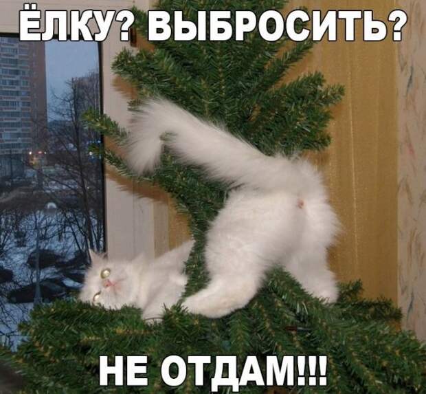 Смешные фото приколы с котами