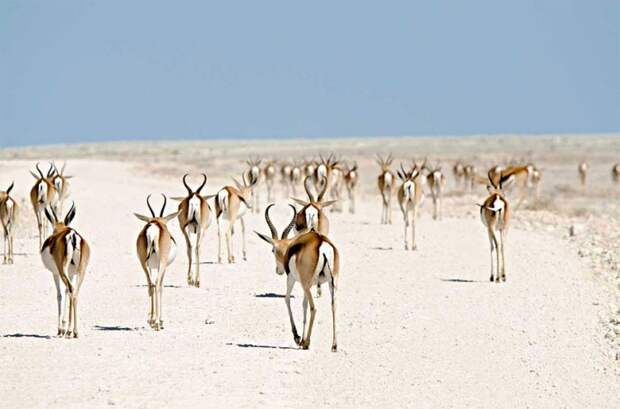 Лошадиные антилопы, Намибия
