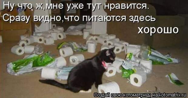 Лучшие котоматрицы недели