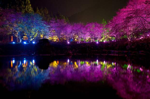 Вишневый цвет Cherry Blossom 4 Вишневый цвет