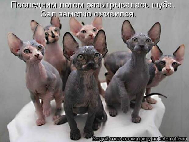 котоматрицы (50 фото)