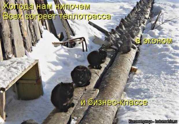 Котоматрицы на первый день весны (18 фото)