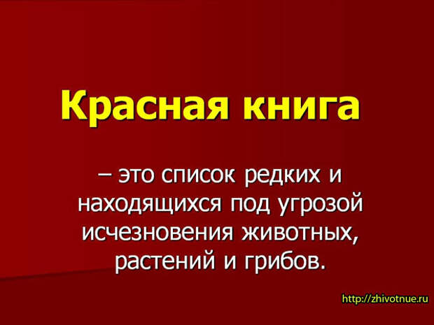 Красная книга России животные, красная книга, факты