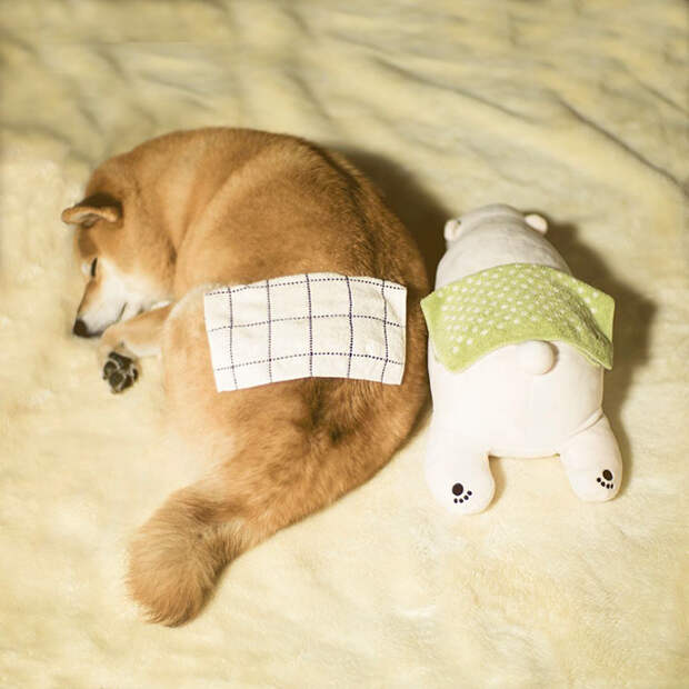 dog-shiba-inu-sleeps-teddy-bear-same-position-maru-6