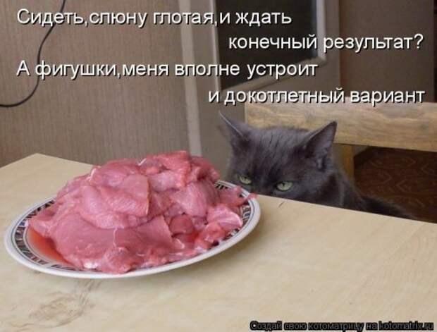 Котоматрица для хорошего настроения (35 фото)