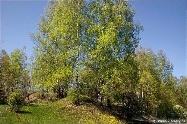 Весенняя фотография берез
