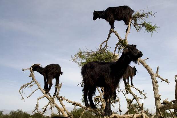 Козы, пасущиеся на деревьях, Марокко Коза, пасутся, на деревьях, Марокко, Фото, Интересное, длиннопост