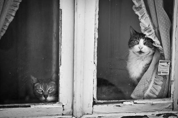 меланхоличные коты ждут хозяина у окна (5)