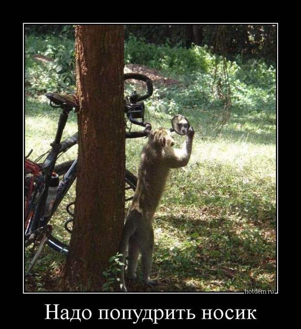 Демотиваторы демотиваторы, прикол, смех, юмор