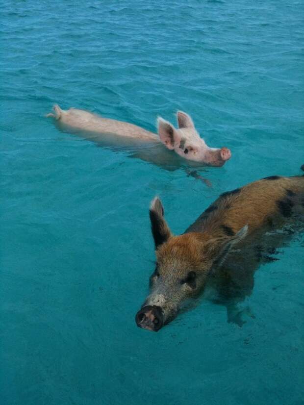 Свиньи в воде. Багамы. Фото