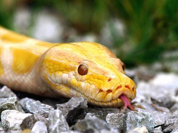 Самые необычные домашние животные рептилии змеи Тигровый питон (Python molurus), фото рептилии фотография