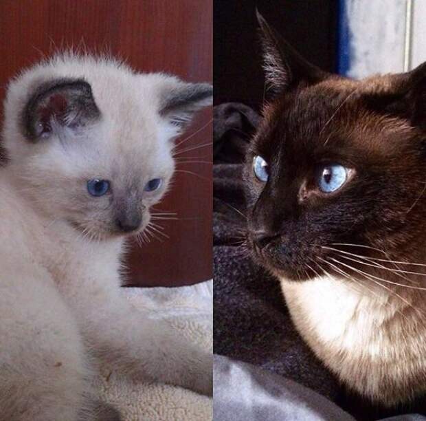 Как изменился цвет моей сиамской кошки Лолы